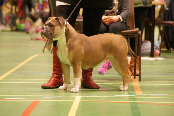 Romeni's Jytte | Olde English Bulldogge 