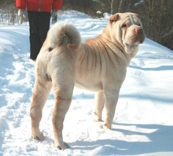 Tagri Edcher HUMMER KING SIZE | Shar-Pei 