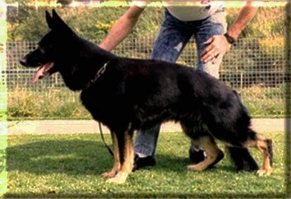 Kimm vom Werseufer | German Shepherd Dog 