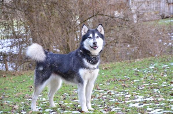 Wild Dalana's Eyota Tala | Alaskan Malamute 