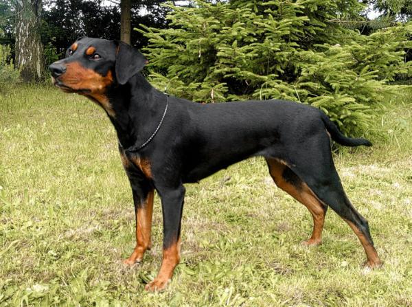 Bethany Noire Izzis | German Pinscher 