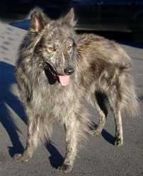 Aspehaugens Alfa Archo | Dutch Shepherd 