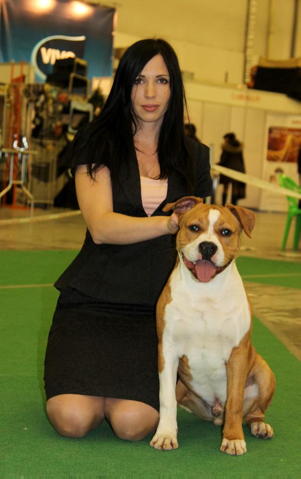 Winsome Splash De M'A'M | American Staffordshire Terrier  Winsome Splash De M'A'M | American Staffordshire Terrier