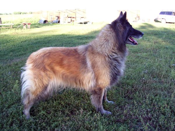 Silver-Szakáll Amanda | Belgian Tervuren 