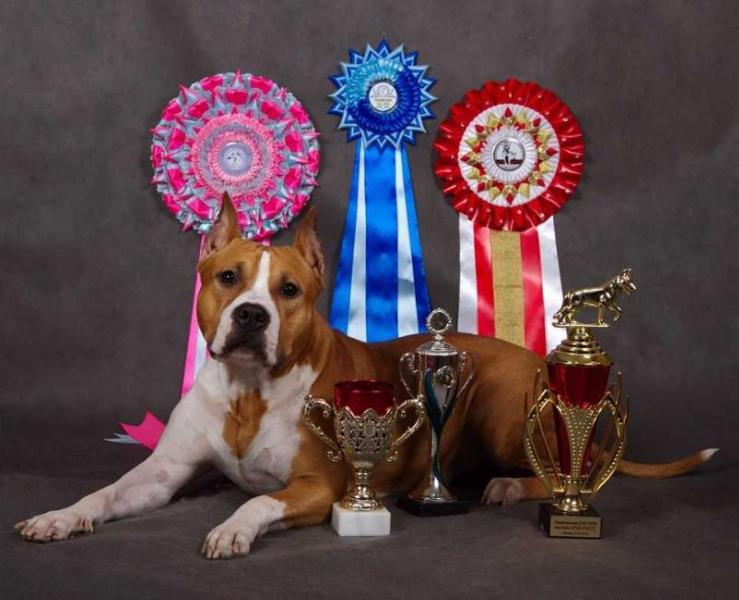 Dzhordzhiya | American Staffordshire Terrier 