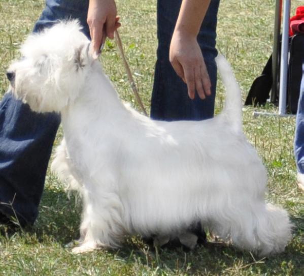 W.D.O'La La Winter Angel | West Highland White Terrier 