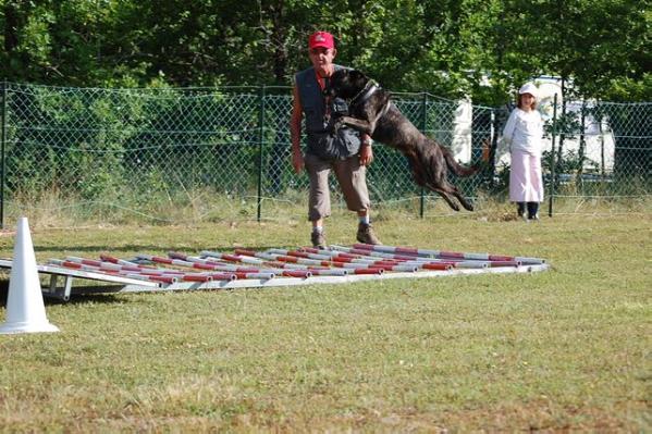 Axelle Des Fonds De Gueule | Dutch Shepherd 