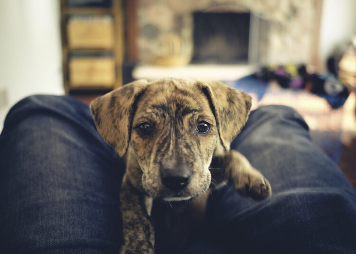 Mountain Cur