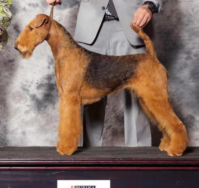 Spindletop's Boogie Back To Texas | Airedale Terrier 