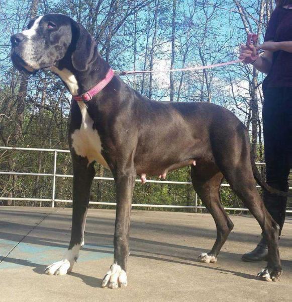MSGD'S Beautiful Dangerous Perla v ValleyDanes | Great Dane 