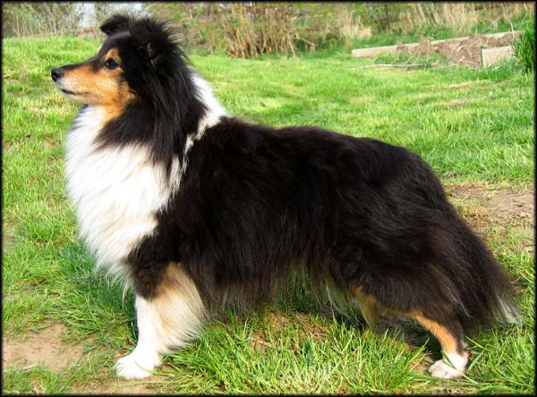 Comedy's Whoopee | Shetland Sheepdog 