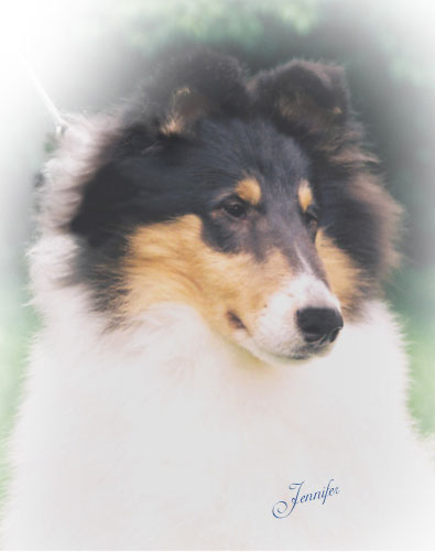 Afterhours debutante velvet clouds | Rough Collie 