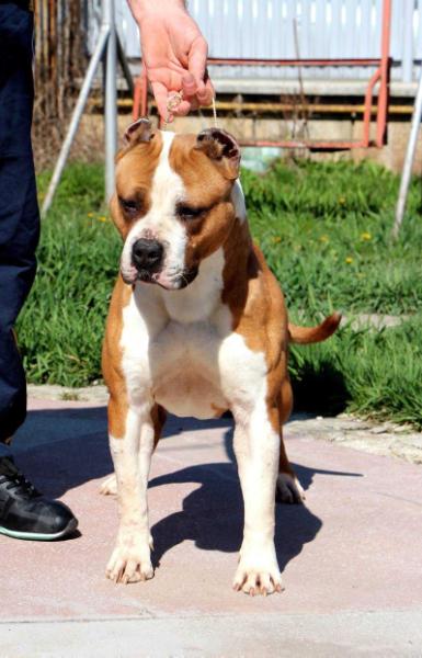 Sistaffs Miss Sunshine | American Staffordshire Terrier 