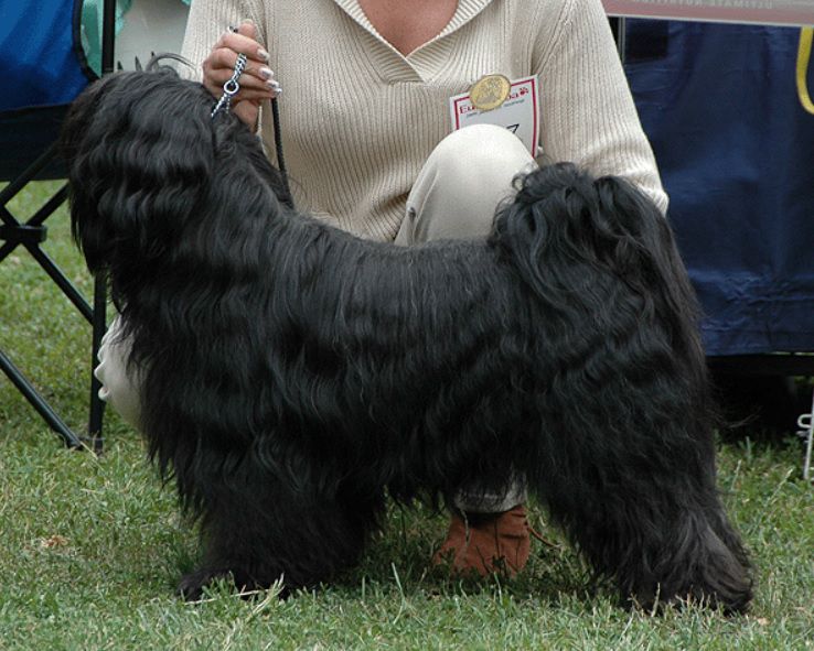 F'NAN-CHU CHOMOLHAMO | Tibetan Terrier 