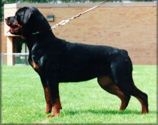 JENECK'S ZARA | Rottweiler 