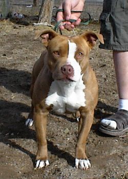 NEVADA'S NEDDIE NEO NIRVANA | American Pit Bull Terrier 