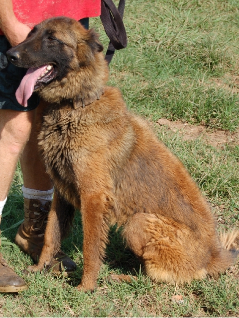 Igor Casa de Mandingo's | Belgian Malinois 