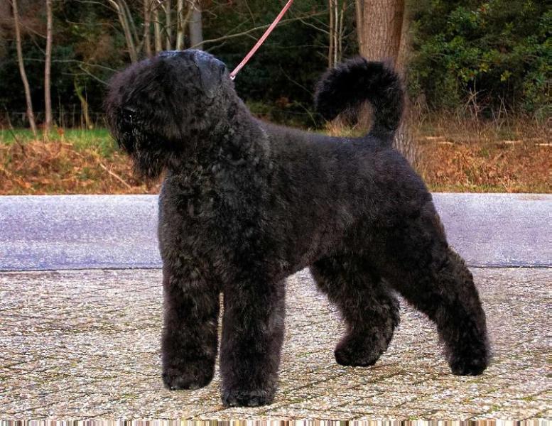 Queen Zennah vd Vanenblikhoeve | Bouvier des Flandres 