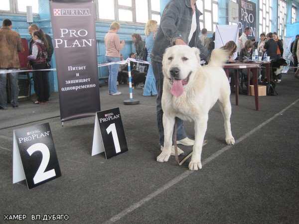 Ilbars Ramzes Hamer | Central Asian Shepherd Dog 