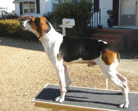 Judge Dredd | Treeing Walker Coonhound 