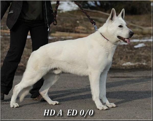 Targo Donnevara | White Swiss Shepherd Dog 