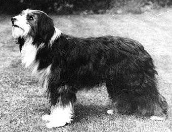 Bravo Of Bothkennar | Bearded Collie 