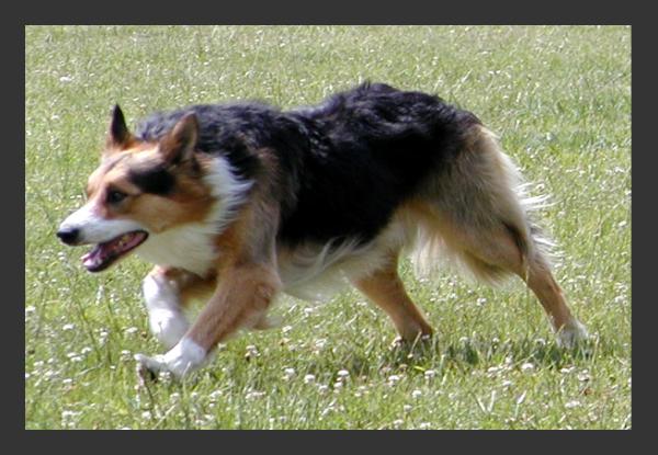 Tagalong Mac | Border Collie 