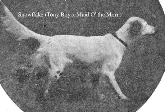 Snowflake (Tony Boy x Maid O' the Morn) | English Setter 