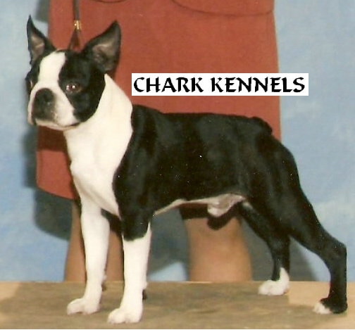 Wyndsong's American Gigolo of Chark | Boston Terrier 