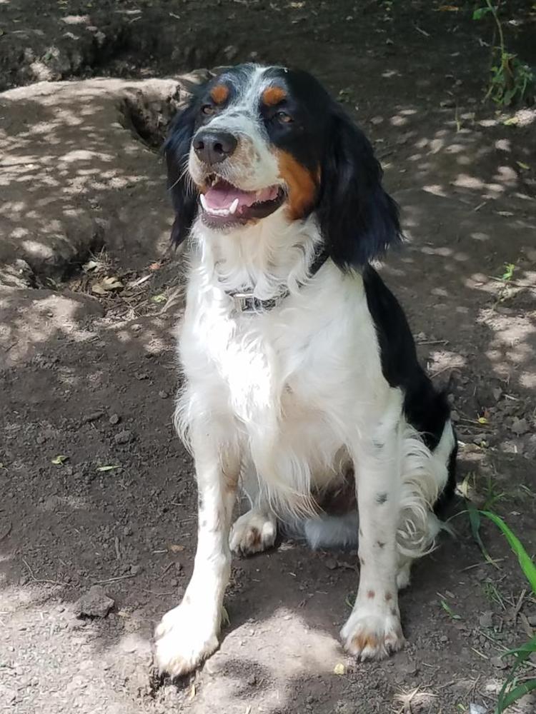 Little Dixie Ranch Diamond Jack | Brittany 