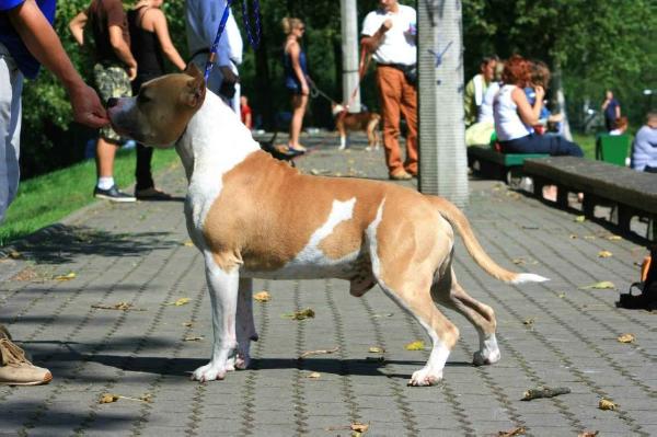 CASIAN Rapax | American Staffordshire Terrier 