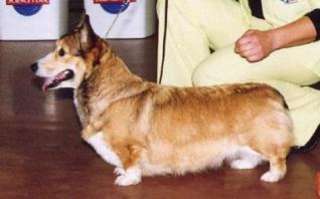 Andvol Emili (NB) | Pembroke Welsh Corgi 