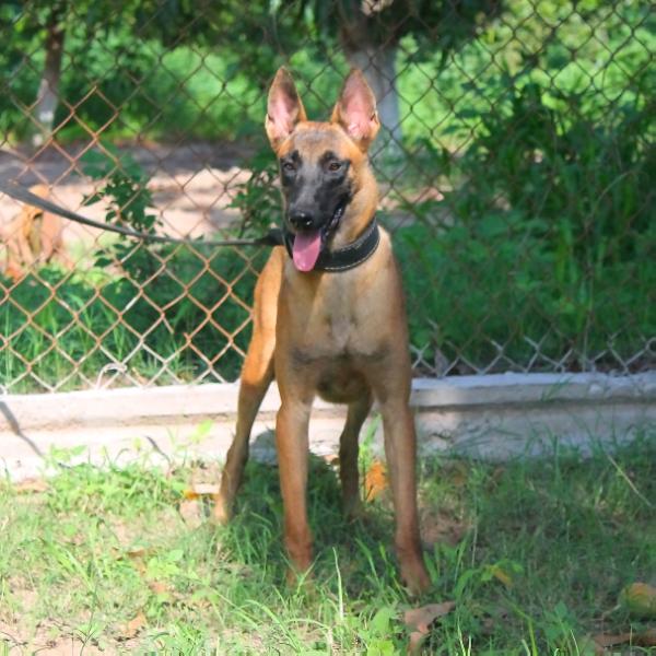 Ibizza de Parnas | Belgian Malinois 