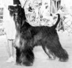 Jorogz' Tar Devil | Afghan Hound 