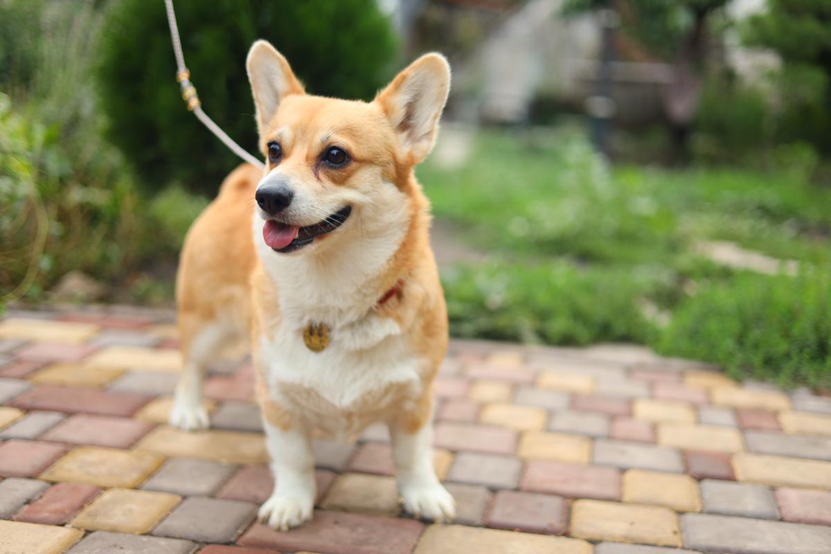 Manarola Maricons House (n/b) | Pembroke Welsh Corgi 