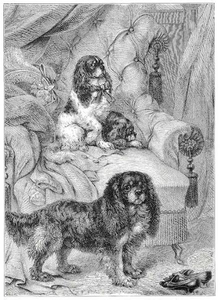 Early Type Toy Spaniels (1881) | English Toy Spaniel 