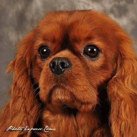 Carham Bande Originale | Cavalier King Charles Spaniel 