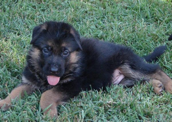 Karat vom Jockhof | German Shepherd Dog 