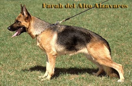Farah del Alto Alzavares | German Shepherd Dog 
