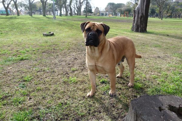 High Lands Missy | Bullmastiff 