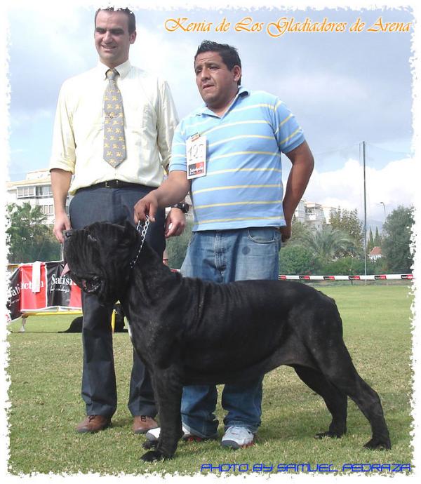 Kenia de los Gladiadores de Arena | Neapolitan Mastiff 