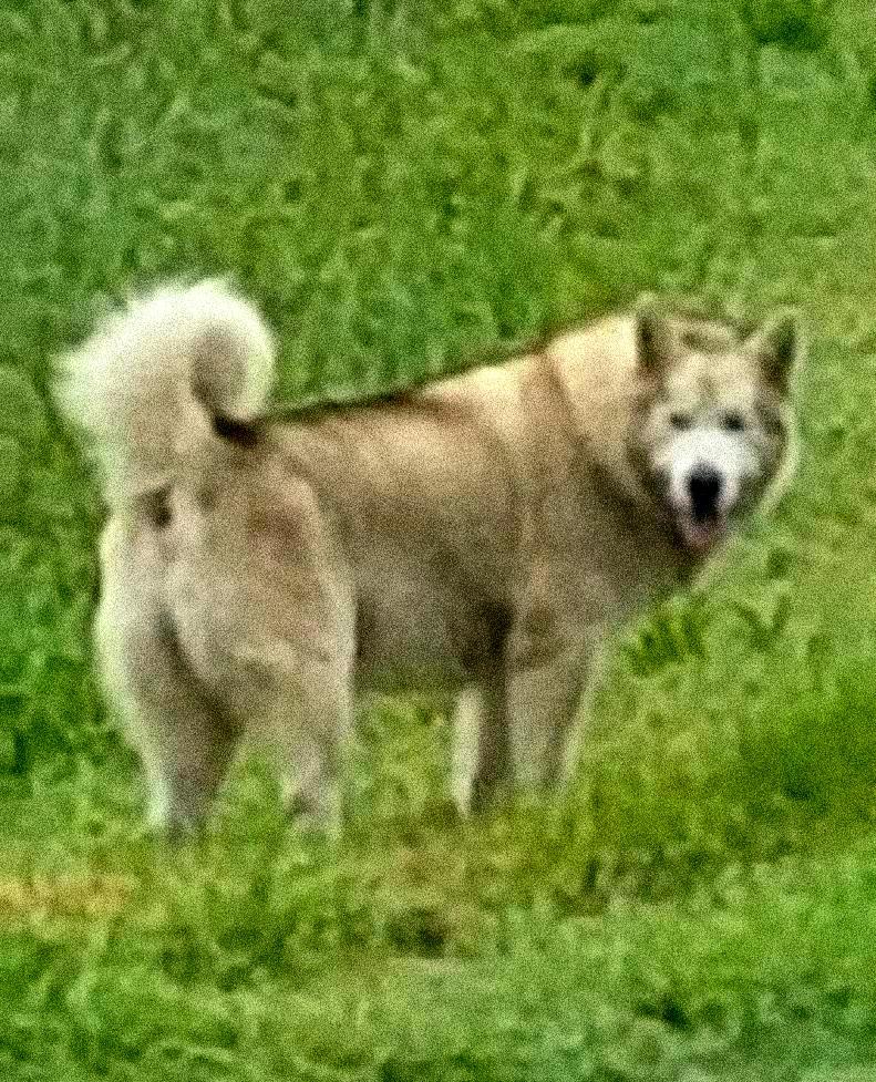 Valentino the Doctor | Alaskan Malamute 