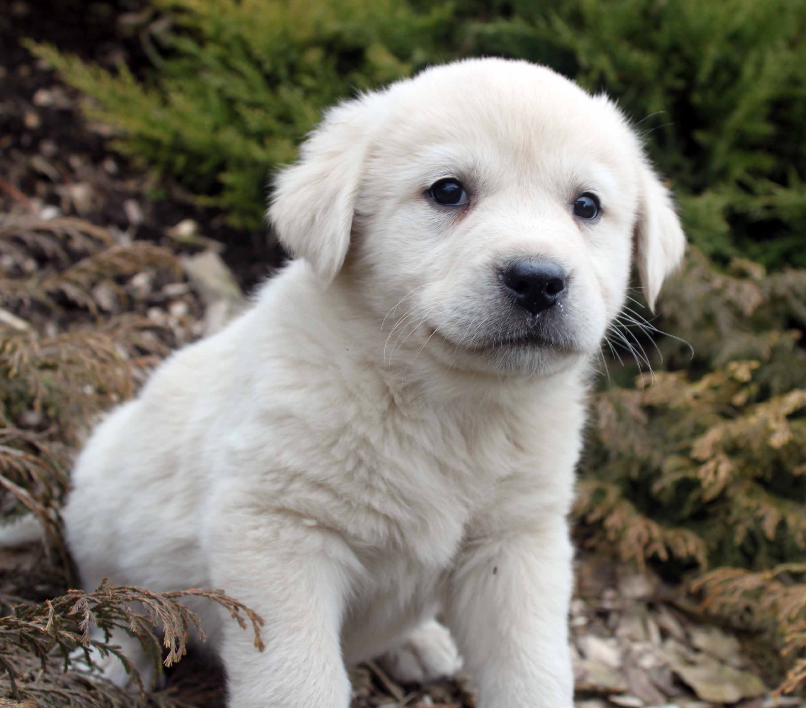 Great Pyrenees