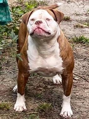 Musclefreak's Coco Chanel @ Rosebull | American Bulldog 