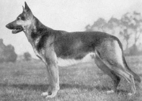 Ansa of Ceara | German Shepherd Dog 