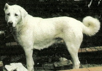 Gulperi of Dagistan | Anatolian Shepherd Dog 