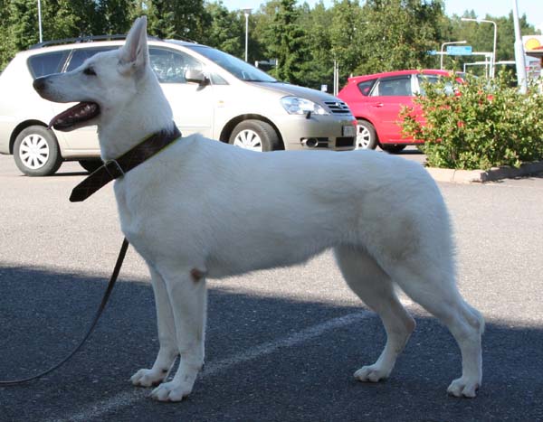 Born to Win White Fortune | White Swiss Shepherd Dog 
