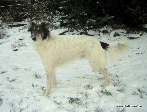 Clark Gable Beami Šahrak | Whippet 