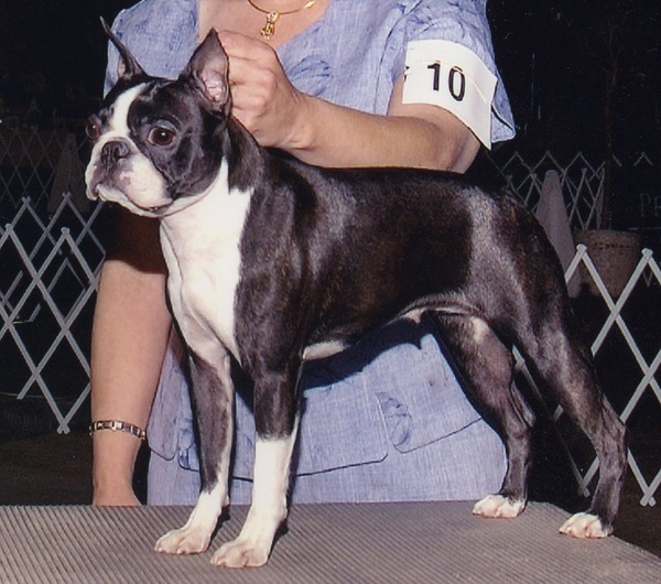 Sunglo's Moon River Serenade | Boston Terrier 