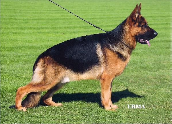 Peik vom Grabfeldgau | German Shepherd Dog 